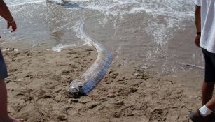 Pesce remo avvistato in Messico: è il presagio dell'Apocalisse