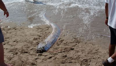 Pesce remo avvistato in Messico: è il presagio dell'Apocalisse