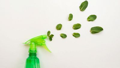 I rimedi naturali più efficaci per allontanare i ragni da casa