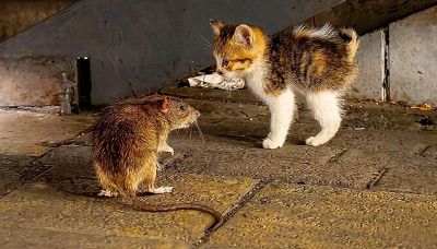 Topo gigante terrorizza i gattini: il video virale