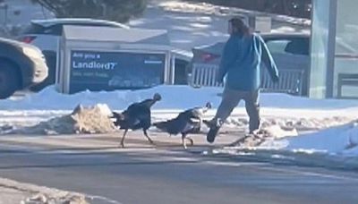 Canada, un uomo viene inseguito da tacchini: il video