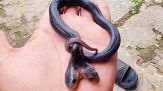 Scoperta da brividi: ecco il cobra a due teste