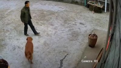 Cane cade dal secondo piano: l'uomo lo prende al volo