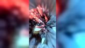 Polpo all'attacco delle macchina fotografica: il video è spettacolare