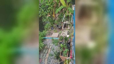 Panico in giardino: duello tra varano e pitone. Chi vincerà?