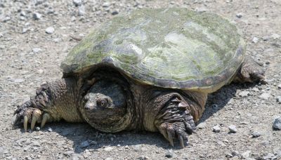 Allarme tartarughe azzannatrici in Italia: perché sono pericolose