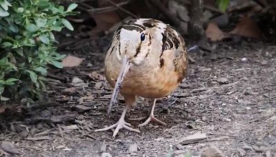 La danza della beccaccia è tutta da ridere