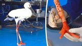 La commovente storia a lieto fine della cicogna 'zoppa'