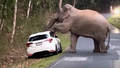 Elefante goloso distrugge l’auto per rubare la frutta