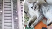 Gatto vola dal 41° piano e si salva miracolosamente