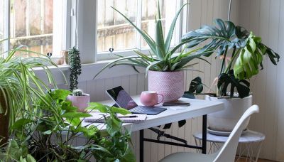 Feng Shui: ecco le piante che attirano energie negative in casa