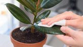 Piante d’appartamento belle e in salute: inizia pulendo le foglie