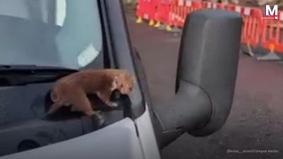 Strani rumori dal motore? Ecco il (simpaticissimo) motivo