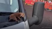 Strani rumori dal motore? Ecco il (simpaticissimo) motivo