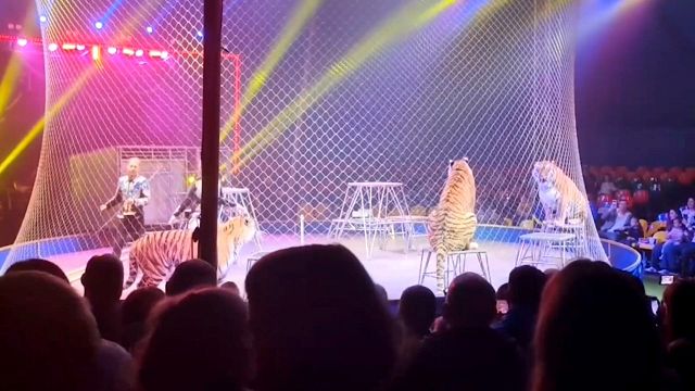 Tigre fugge tra il pubblico