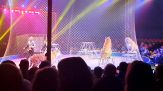 Terrore al circo: tigre fugge tra il pubblico