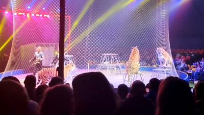 Terrore al circo: tigre fugge tra il pubblico