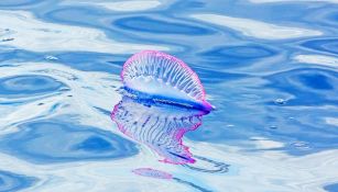 Allarme sulle spiegge italiane