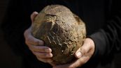 Trovate 100 uova di dinosauro in Francia: hanno 70 milioni di anni