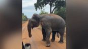 Safari da paura: l'elefante è furibondo e carica la jeep