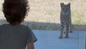 Il tenero incontro ravvicinato tra il bambino e la lince