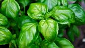 Basilico, il trucco per mantenerlo rigoglioso a lungo