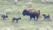 Lupi assediano il cucciolo appena nato: la strenua difesa di mamma bisonte