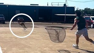 La caccia al canguro è esilarante