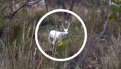 Avvistato in india un rarissimo esemplare di cervo porcino albino