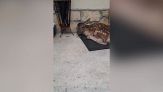 Un cerbiatto si ripara dalla pioggia sullo zerbino di una casa in Abruzzo