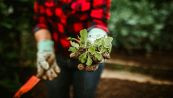 Come togliere le erbacce in giardino il trucco facile ed economico