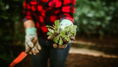 Come togliere le erbacce in giardino il trucco facile ed economico