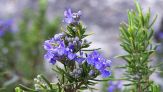 Fiori di rosmarino: benefici per la salute e ricette da provare