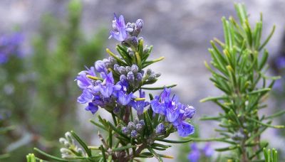 Fiori di rosmarino: benefici per la salute e ricette da provare