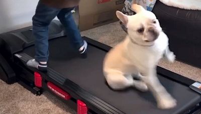 Il cucciolo vuol giocare sul tapis roulant: l'esito è tutto da ridere