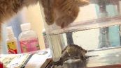 Il gatto esagera: la reazione della tartaruga è imprevedibile