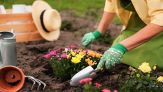 Piante e fiori bellissimi con i gusci di noce: cosa devi sapere