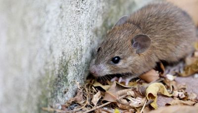 Hantavirus, il nuovo piano del ministero su mascherine e isolamento