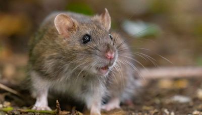Epidemia di Hantavirus su una nave da crociera: cosa sappiamo