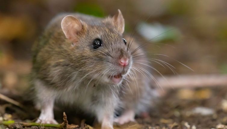 Epidemia di Hantavirus su una nave da crociera: cosa sappiamo