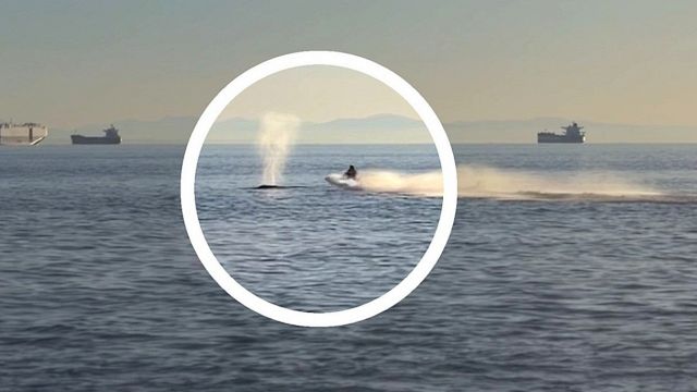 I schianta su una balena