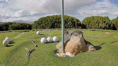 Equivoco nel cortile: falco scambia palline da golf per uova