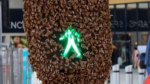 Sciame d'api copre il semaforo