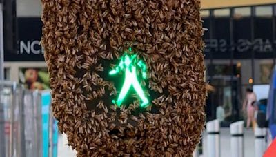 Brivido all'incrocio: enorme sciame d'api copre il semaforo