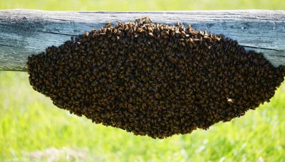 Sciame d’api, cosa fare quando arriva all’improvviso