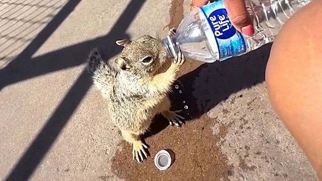 Troppo caldo per la scoiattolina
