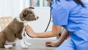 Truffa dei finti controlli veterinari: così ti entrano in casa