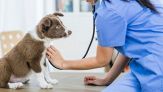 Truffa dei finti controlli veterinari: così ti entrano in casa