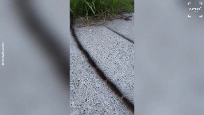 Vede una striscia per terra: l'incredibile 'sfilata' di bruchi. Ed è un pericolo