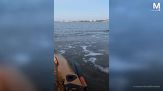 Paura in acqua: squalo attacca kayak